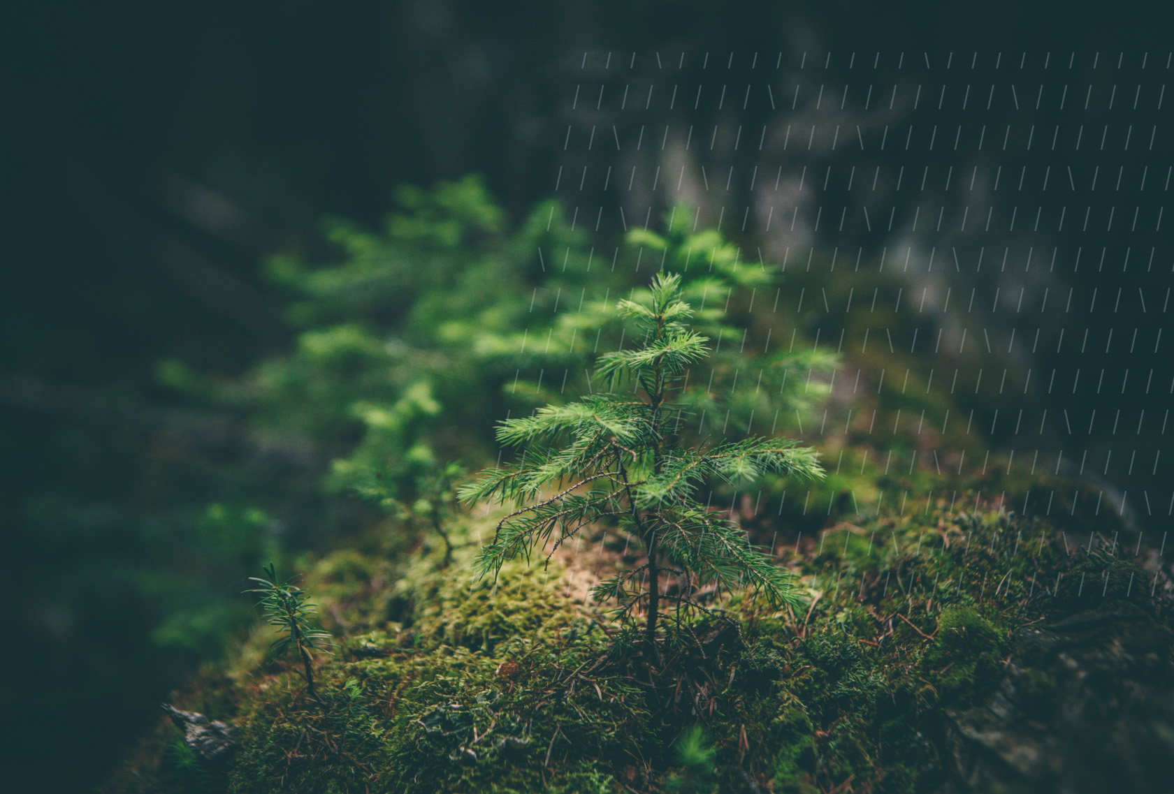 Pine seedling growing in a forest