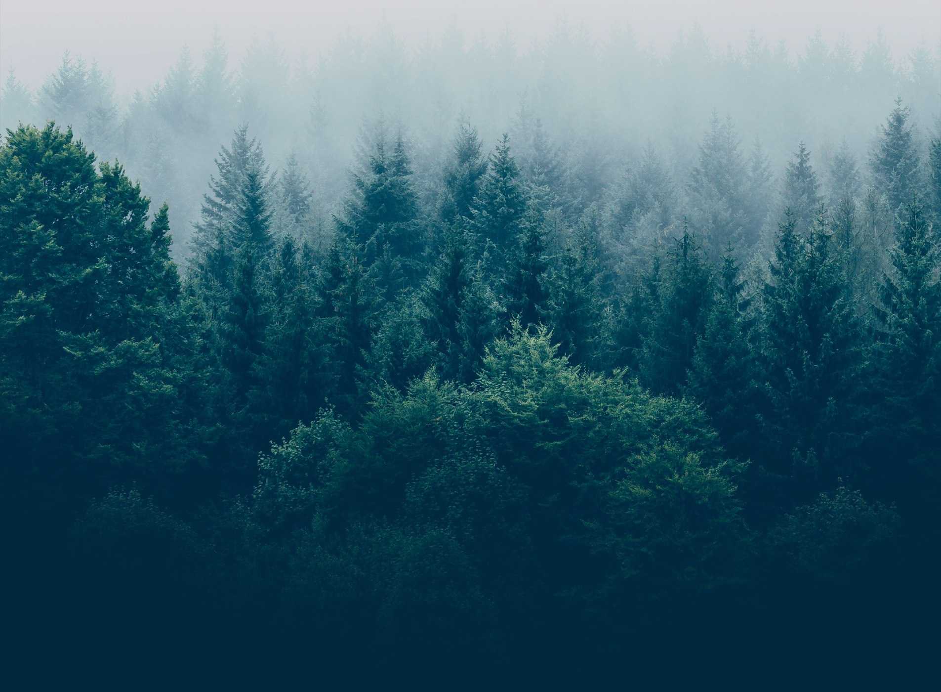 Overhead shot of a forest