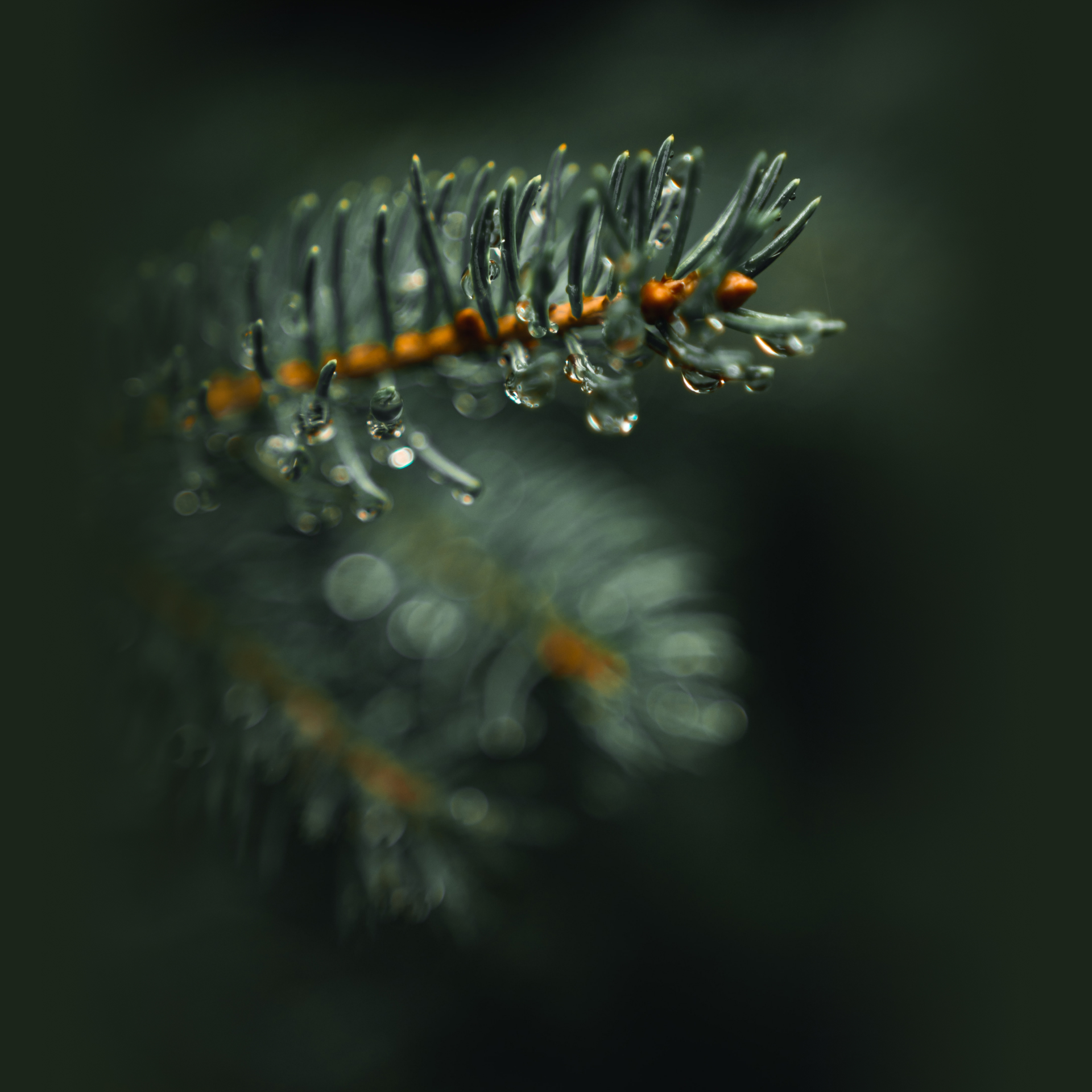 Closeup of water droplets on tree branch